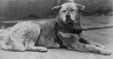 Hachiko za ycia - ok. 1931r.